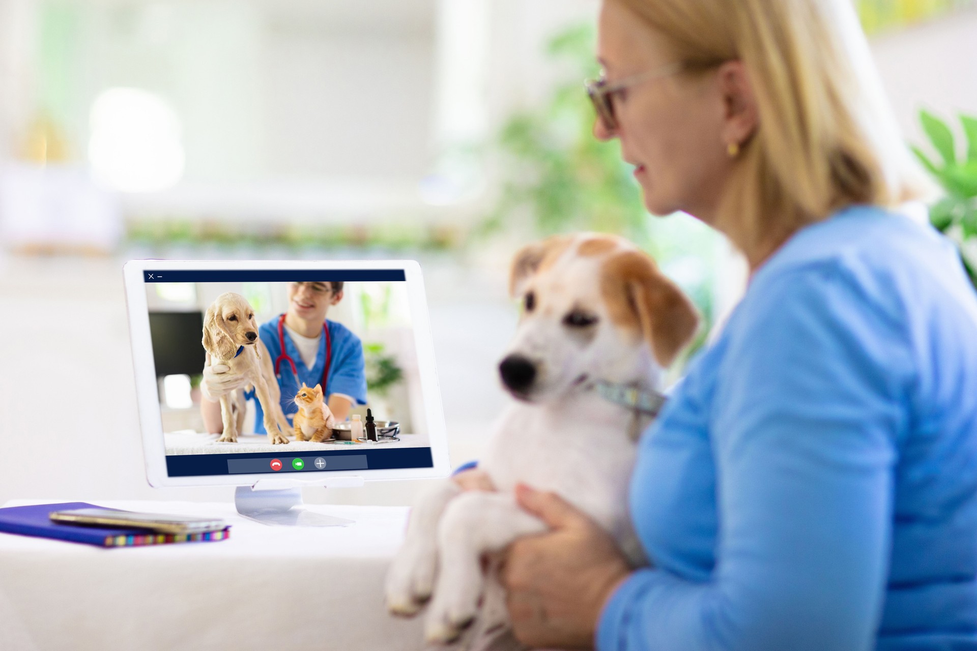 Online consultation with veterinarian doctor.